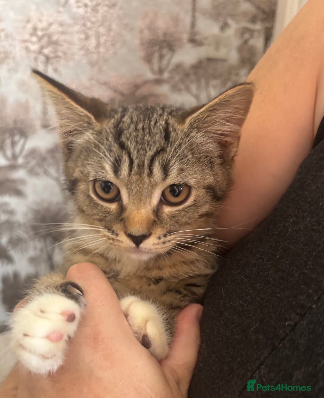 Mixed Breed cats for sale: Friendly Kittens available  - Image 2