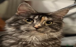 Maine Coon cats for sale: MainCoon For Sale - Image 1