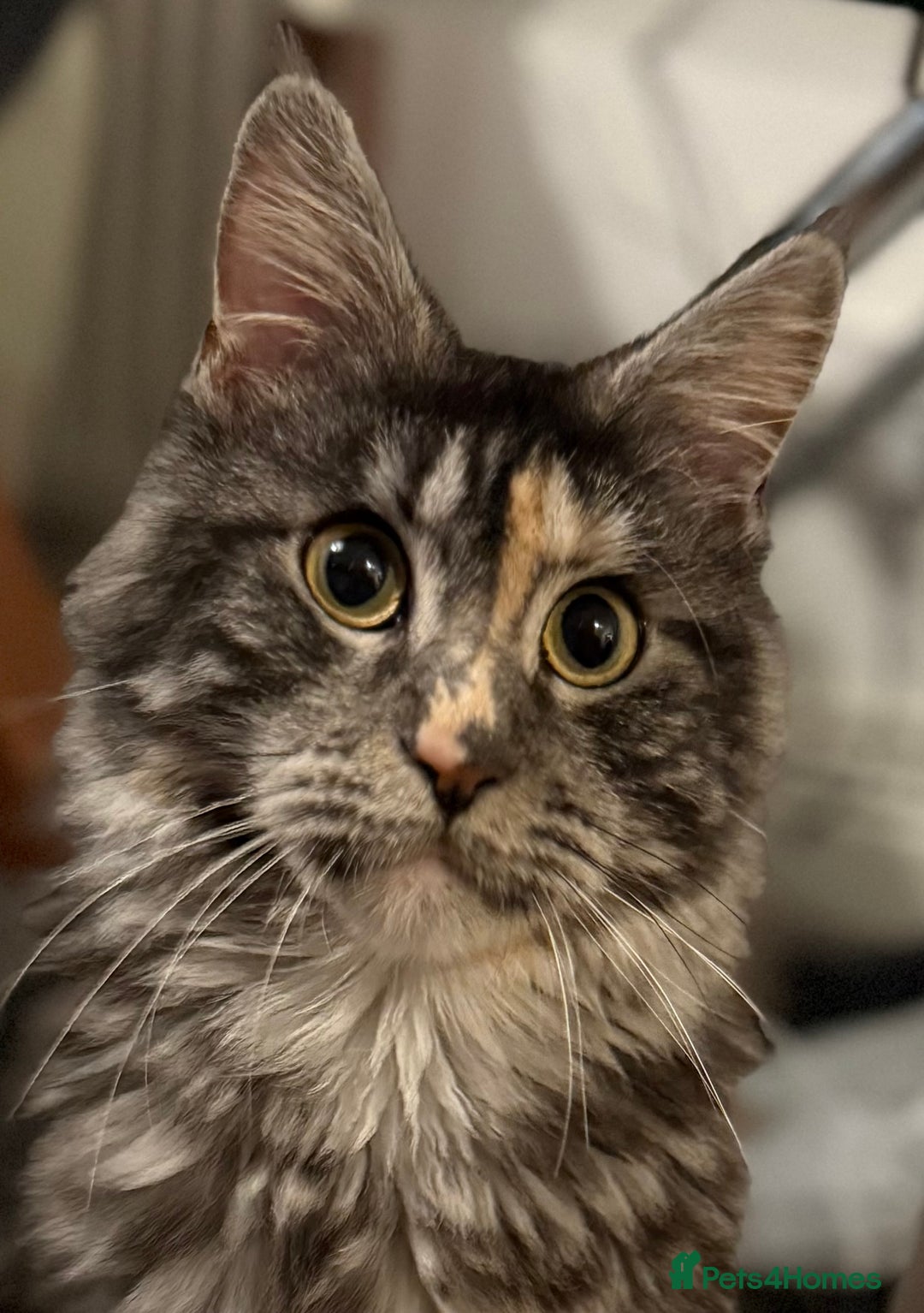 Maine Coon cats for sale: MainCoon For Sale - Image 1