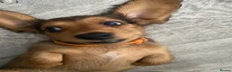 Miniature Dachshund dogs for sale: 6 miniature longhaired dachshund -  - Advert 13