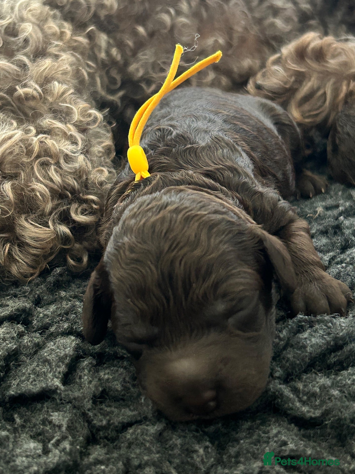 Labradoodle dogs for sale: Beautiful Chocolate Labradoodles  - Advert 1