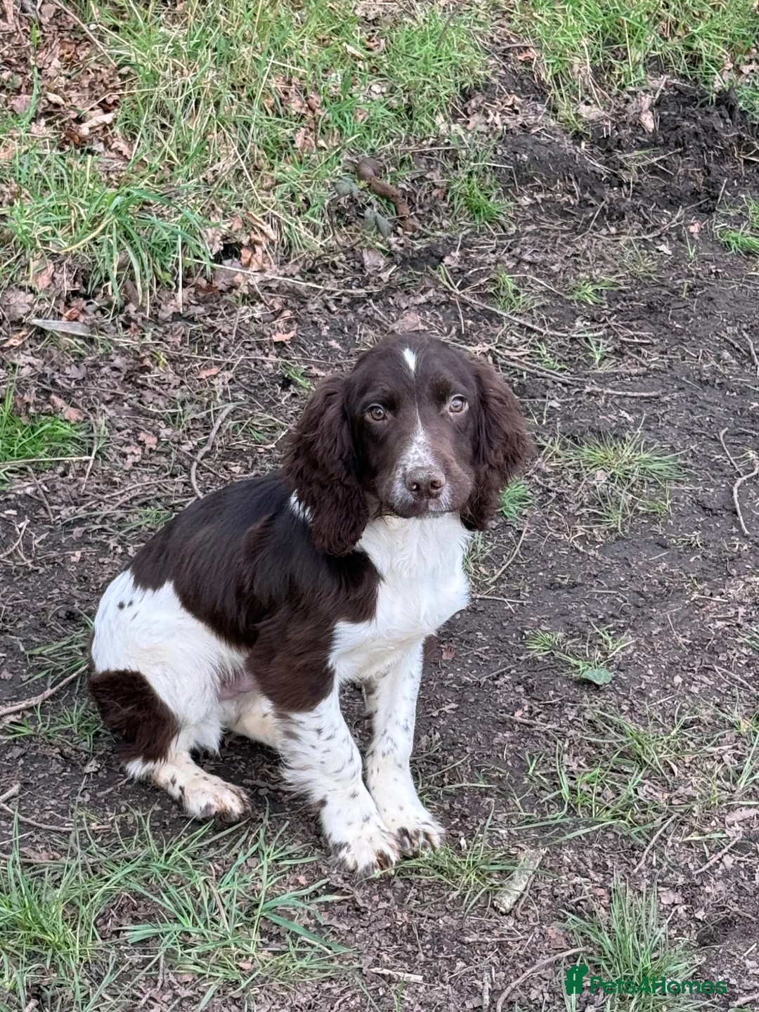 English Springer Spaniel dogs for sale: 5 month old spring spaniel for sale in Market Drayton - Advert 8