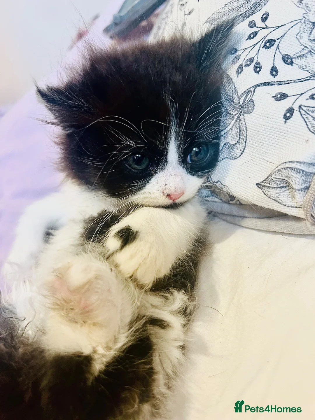 Persian cats for sale: Persian doll face - Advert 1