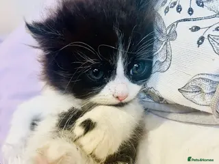 Persian cats Persian doll face - Advert 2