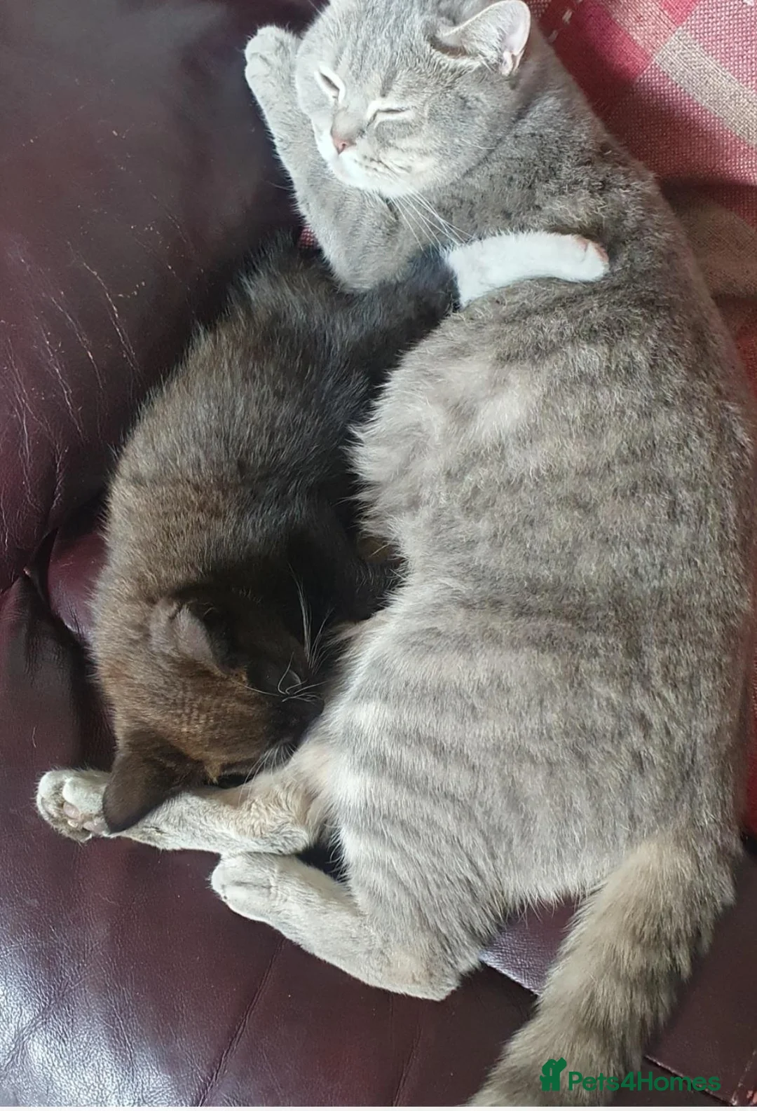 British Shorthair cats for sale: British short hair - Advert 2