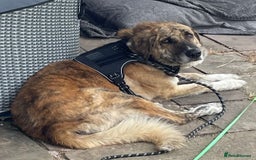 Mixed Breed dogs for adoption: 🚨 URGENT HOME NEEDED - Image 1