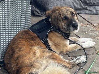 Mixed Breed dogs - Advert 3