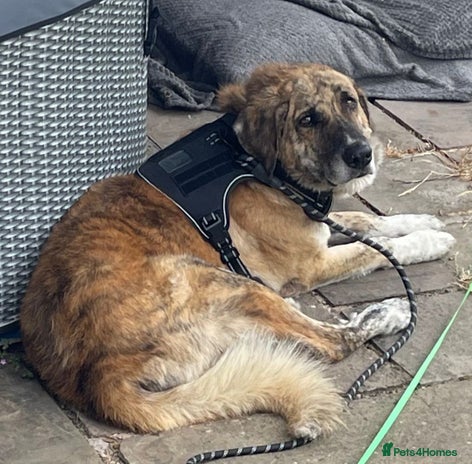 Mixed Breed dogs - Advert 11