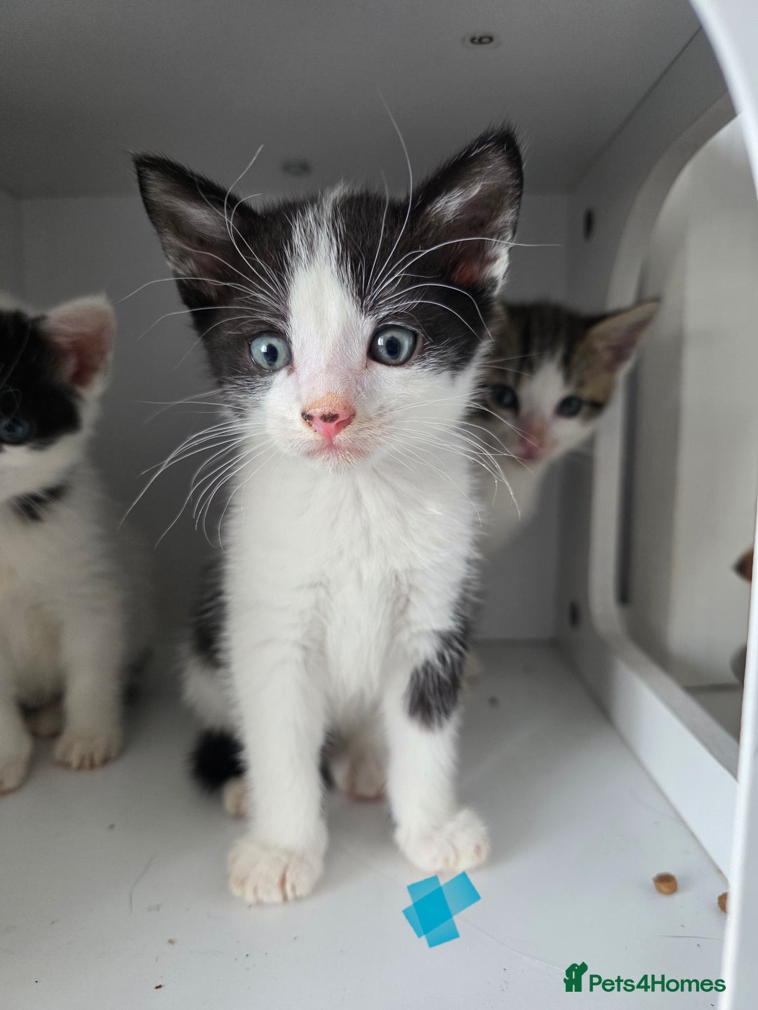 Mixed Breed cats for sale: Adorable kittens needing homes - Image 7
