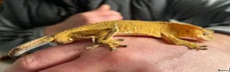 Gecko reptiles for sale: Crested gecko  in Bath - Advert 1