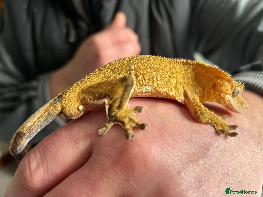 Gecko reptiles for sale: Crested gecko  in Bath - Advert 1