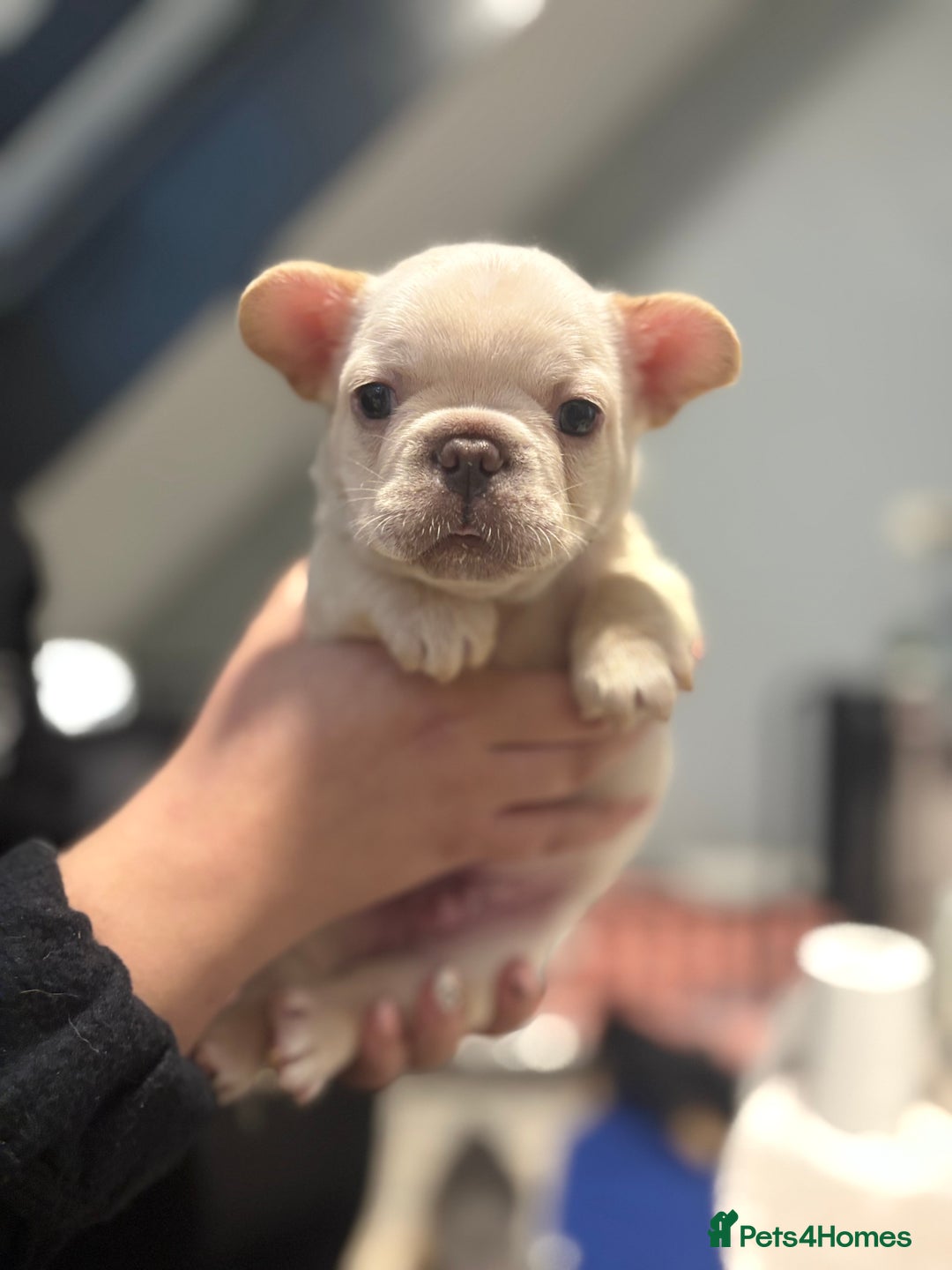 French Bulldog dogs for sale: REDUCED Ready to leave Kc reg Frenchie🐾 - Advert 22