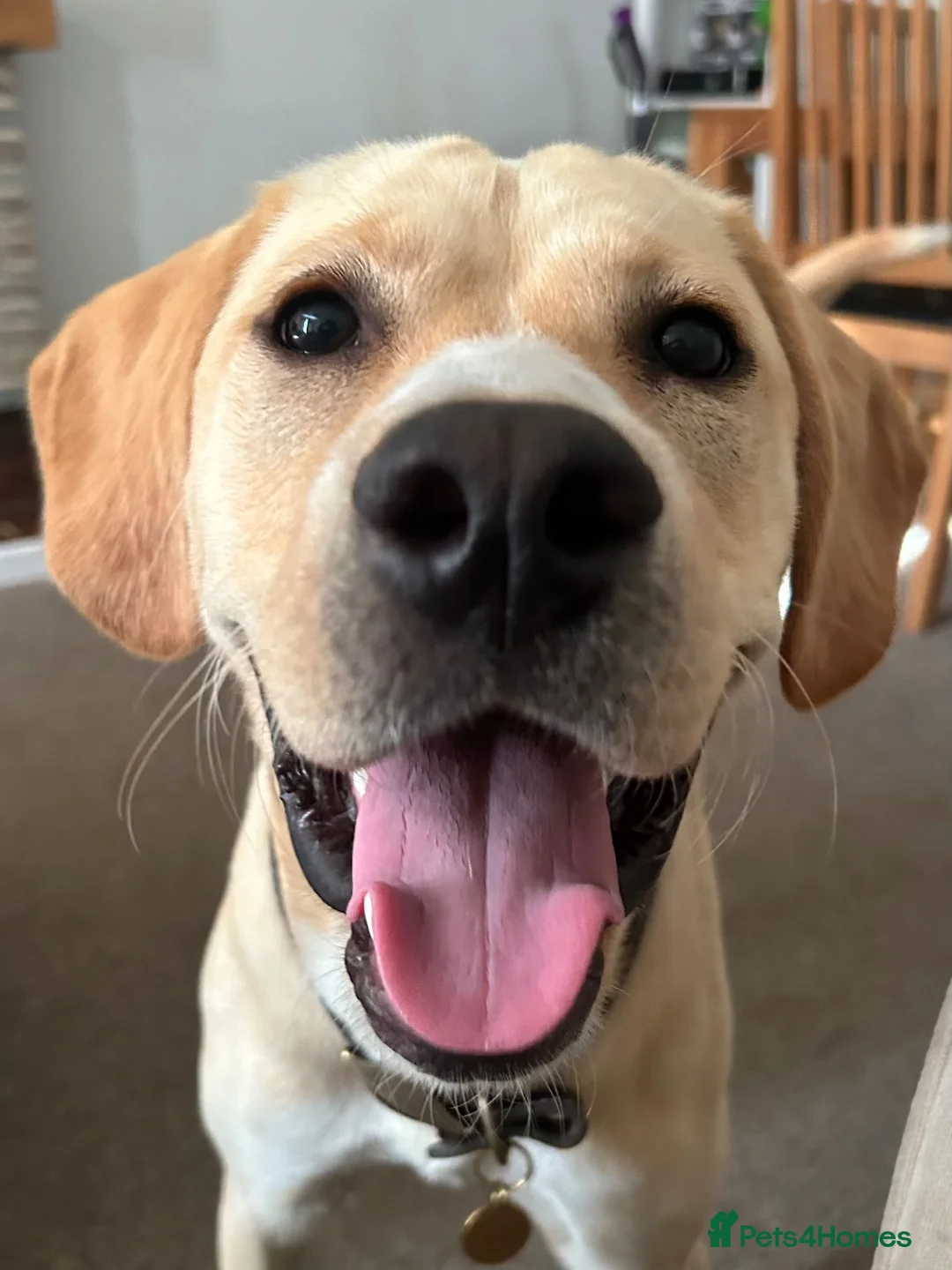 Mixed Breed dogs for sale: Reluctantly Rehoming  in Peterborough - Advert 2