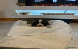 Cocker Spaniel dogs for sale: Rainbow litter cocker spaniel puppies  - Advert 4