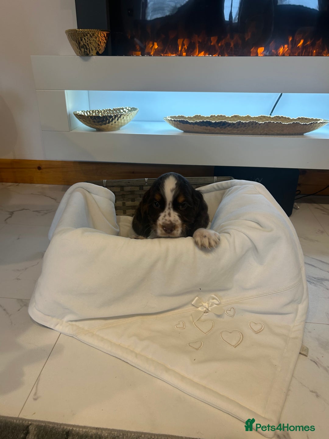 Cocker Spaniel dogs for sale: Rainbow litter cocker spaniel puppies  - Advert 4