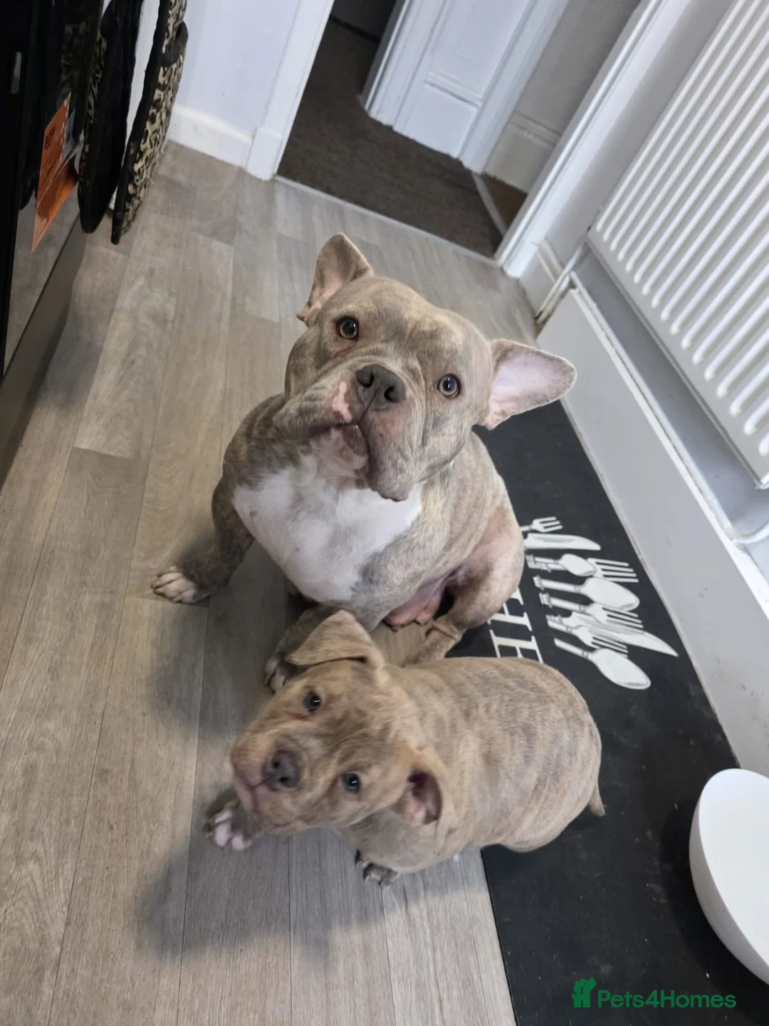 American Bully dogs for sale: £450 pocket bully 15 week old  - Advert 6