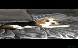 Beagle dogs for sale: Beautiful 5 month old Beagle KC Registered - Image 2