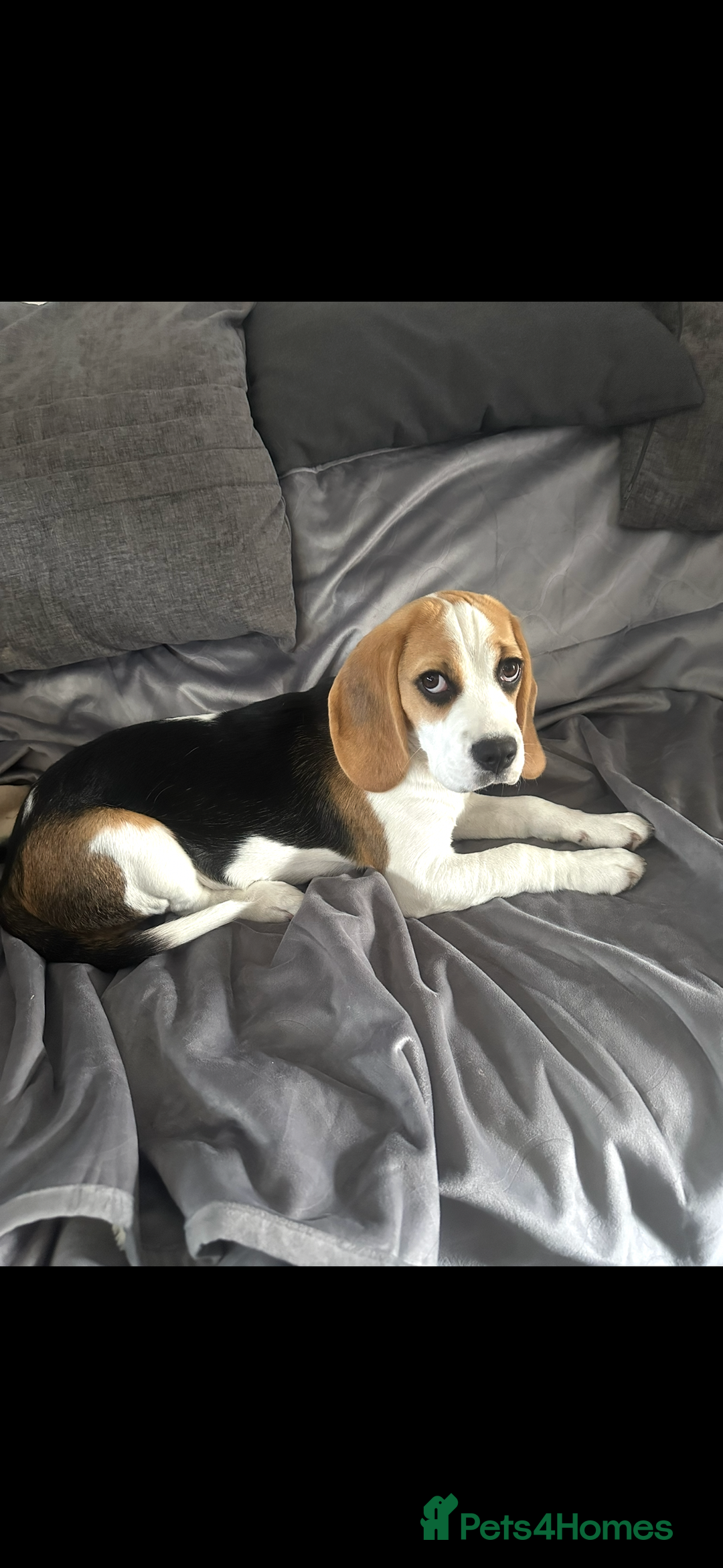 Beagle dogs for sale: Beautiful 5 month old Beagle KC Registered - Image 2