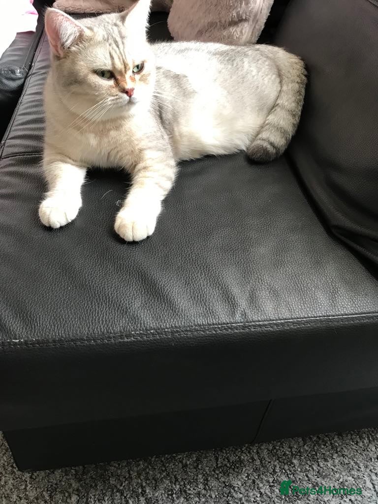 British Shorthair cats BSH kittens for sale  - Advert 1