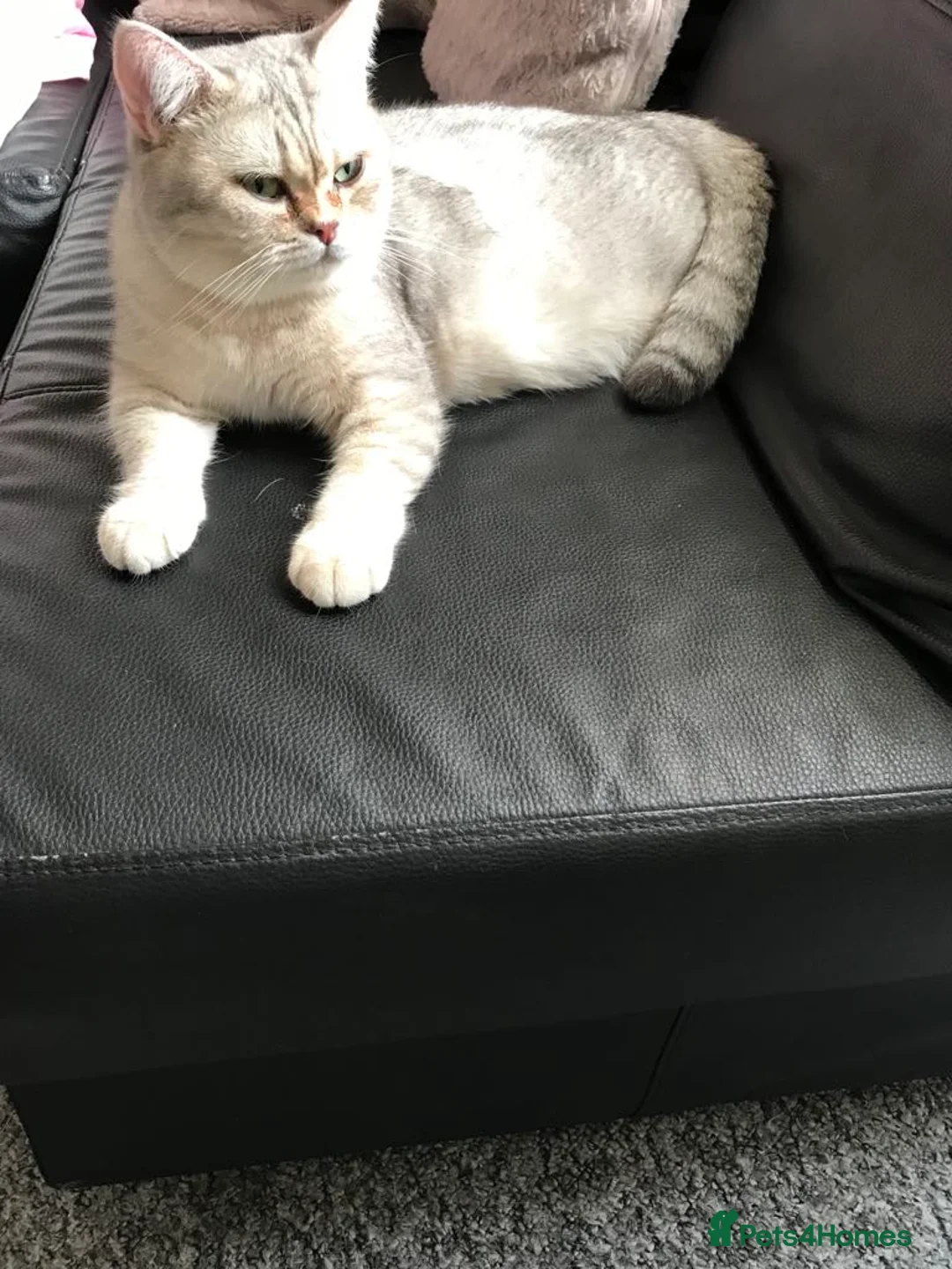 British Shorthair cats for sale: BSH kittens for sale  - Advert 1