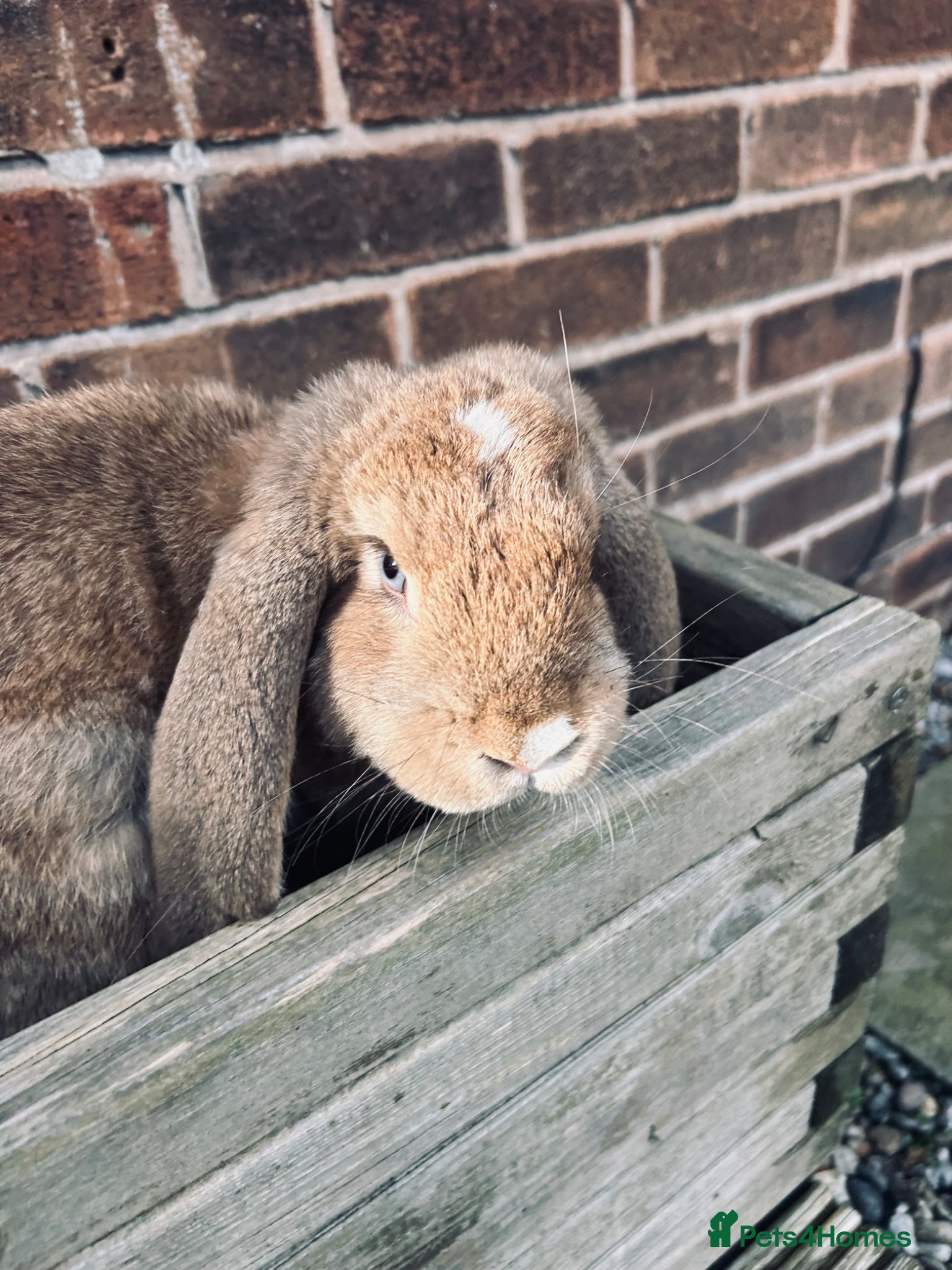 French Lop rabbits Pair of female rabbits to be re homed  - Advert 2