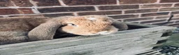 French Lop rabbits for sale: Pair of female rabbits to be re homed  - Advert 1