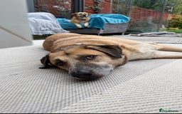 Mixed Breed dogs for adoption: Gentle Louie is ready for his forever family! - Image 6