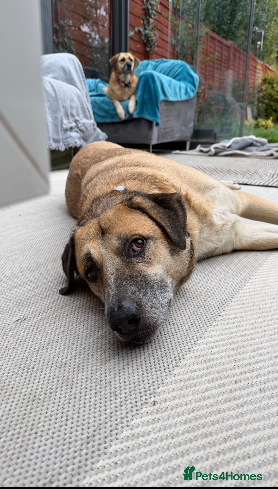 Mixed Breed dogs for adoption: Gentle Louie is ready for his forever family! - Image 6