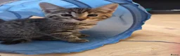 Mixed Breed cats for sale: 🐾 Beautiful Tabby Kittens Ready to Melt You Heart - Advert 36
