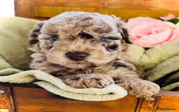 Cavapoochon dogs for sale: F1b Cavapoochon  - Image 21