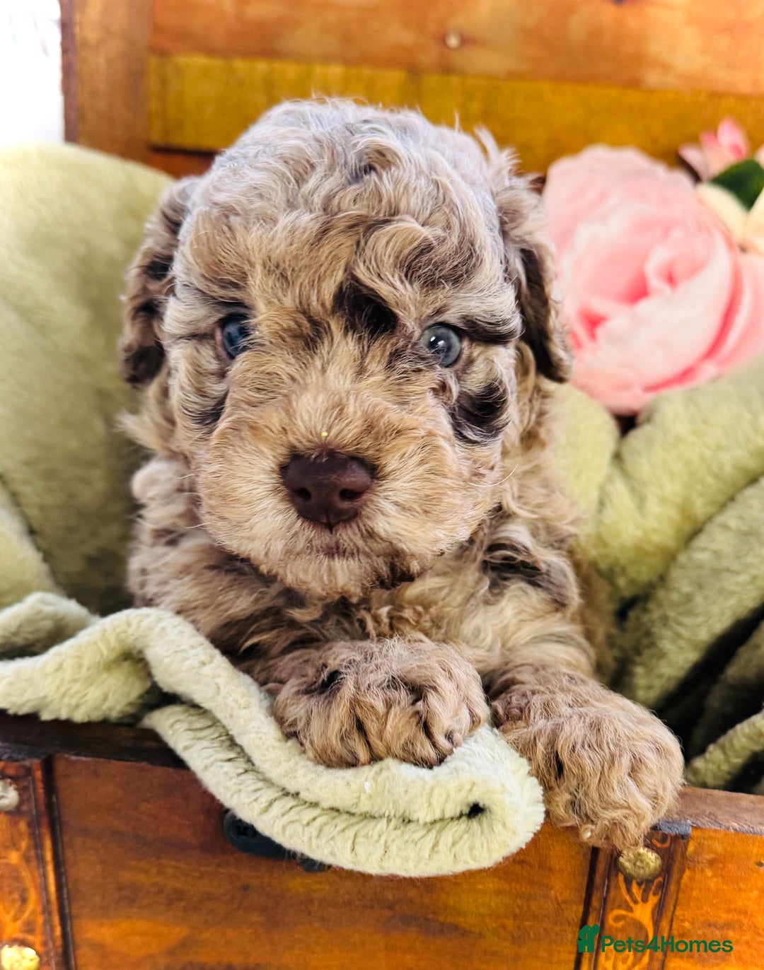 Cavapoochon dogs for sale: F1b Cavapoochon  - Image 21