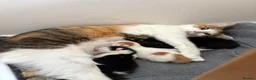 Mixed Breed cats for sale: Kitten in Wakefield - Advert 4
