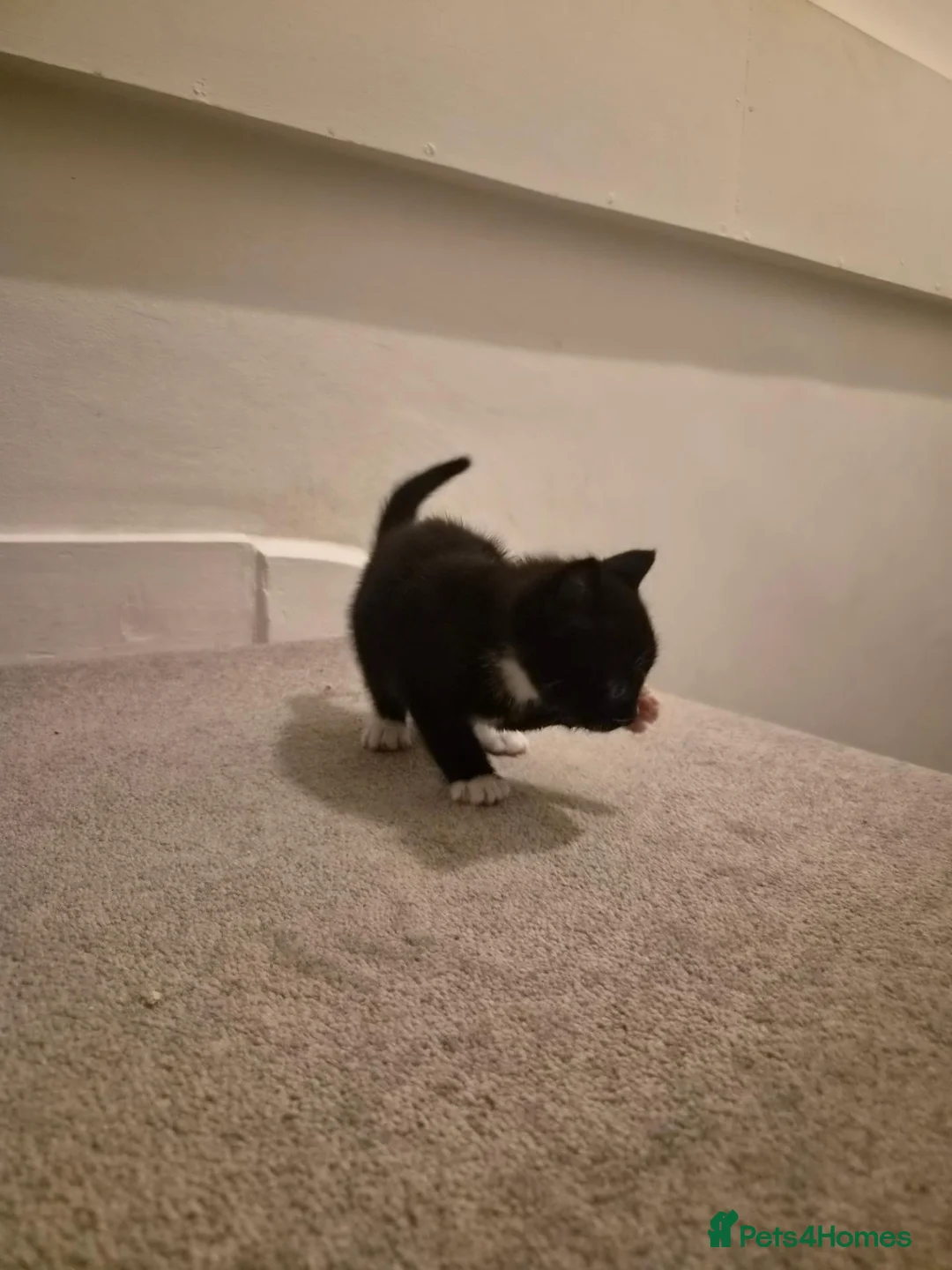 Mixed Breed cats for sale: My gorgeous girl  - Advert 2