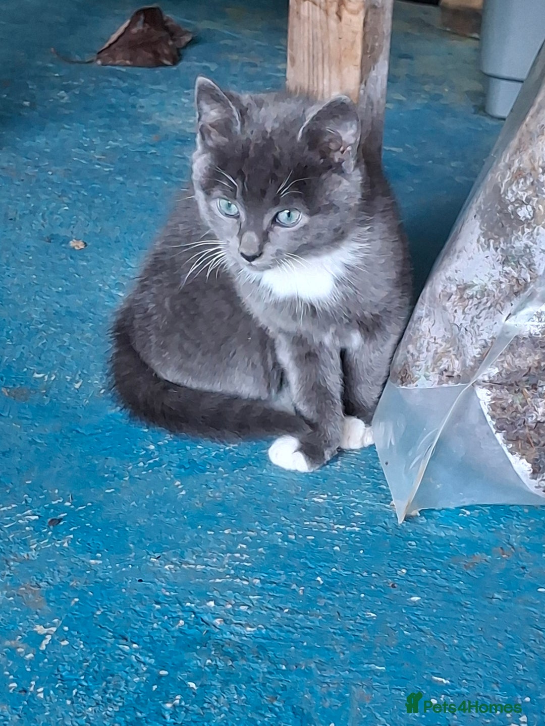 Mixed Breed cats for sale: Grey kittens  - Advert 9