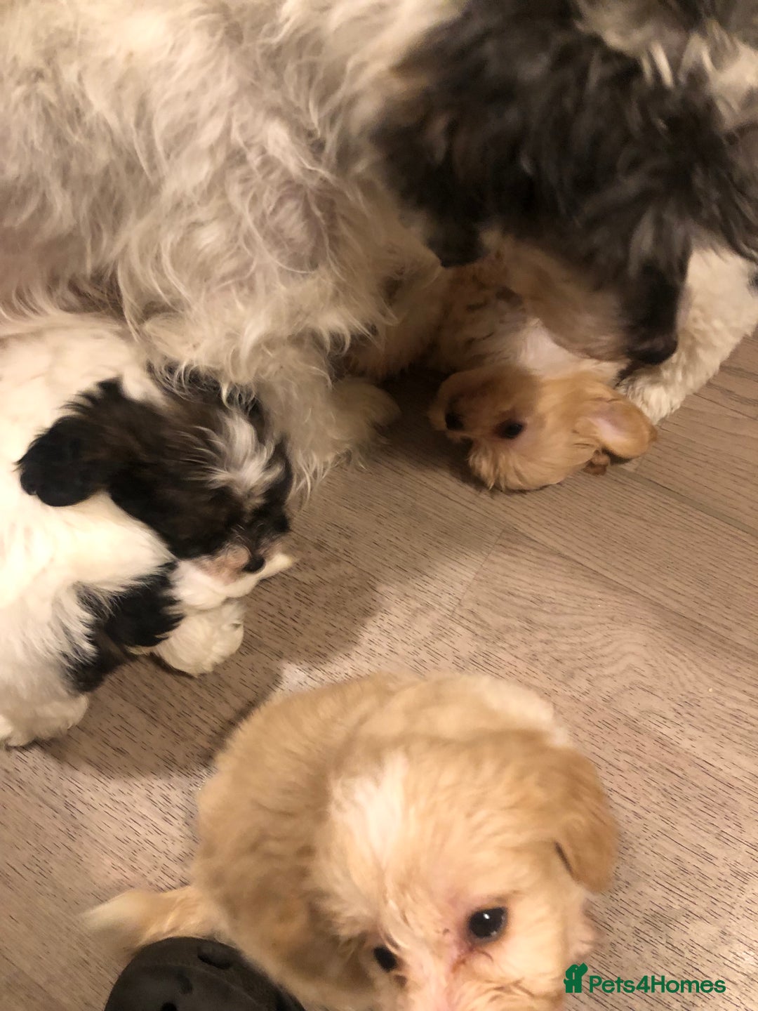 Mixed Breed dogs for sale: Poodle x Maltizu puppies - Advert 2