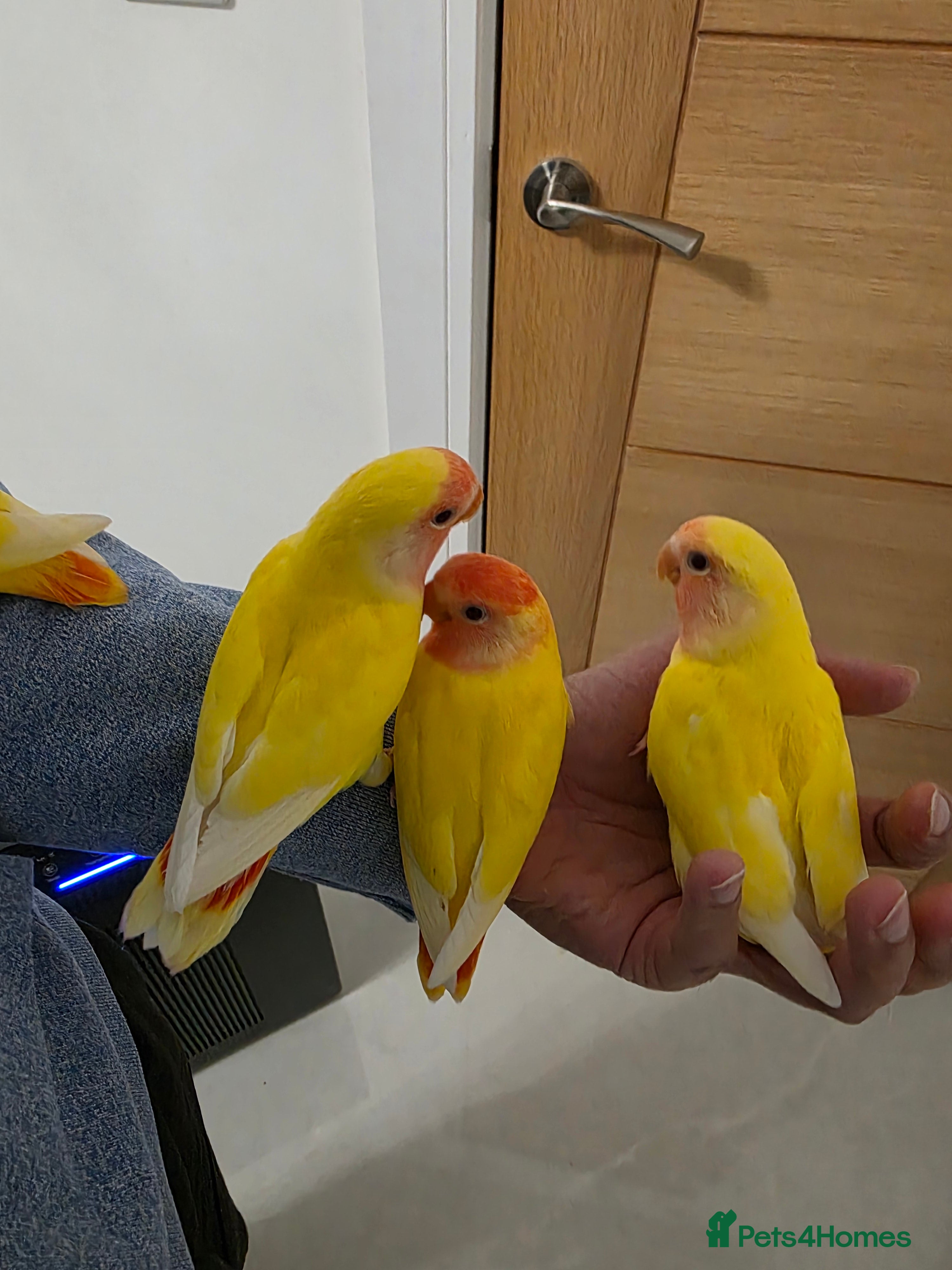 Lovebirds birds Super Tame, Hand-reared Baby Lovebirds - Advert 4