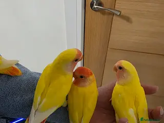 Lovebirds birds Super Tame, Hand-reared Baby Lovebirds - Advert 4
