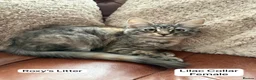 Mixed Breed cats for sale: Ragamuffin x Maine Coon Kittens For Sale - Advert 4