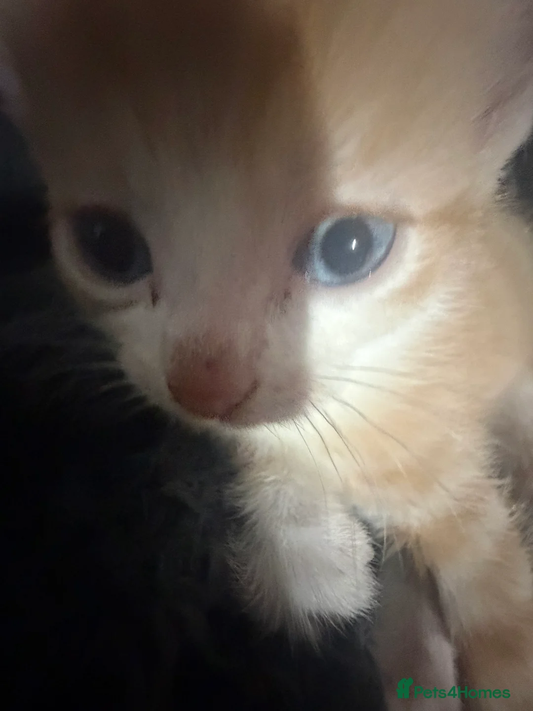 Mixed Breed cats for sale: Ginger and white kittens  - Advert 9