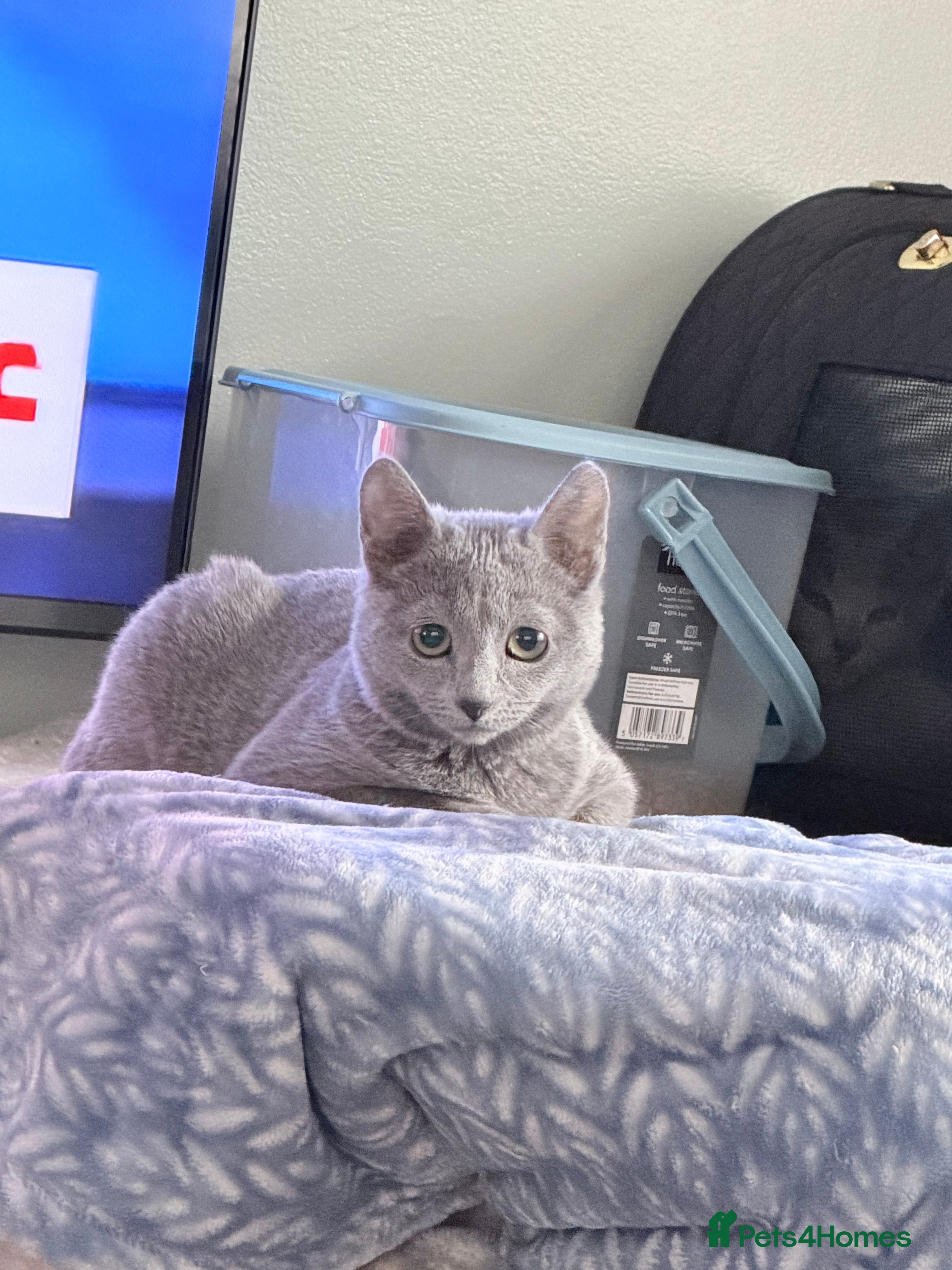 Russian Blue cats Adorable tica registered Russian blue kitten - Advert 14