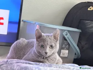 Russian Blue cats Adorable tica registered Russian blue kitten - Advert 14