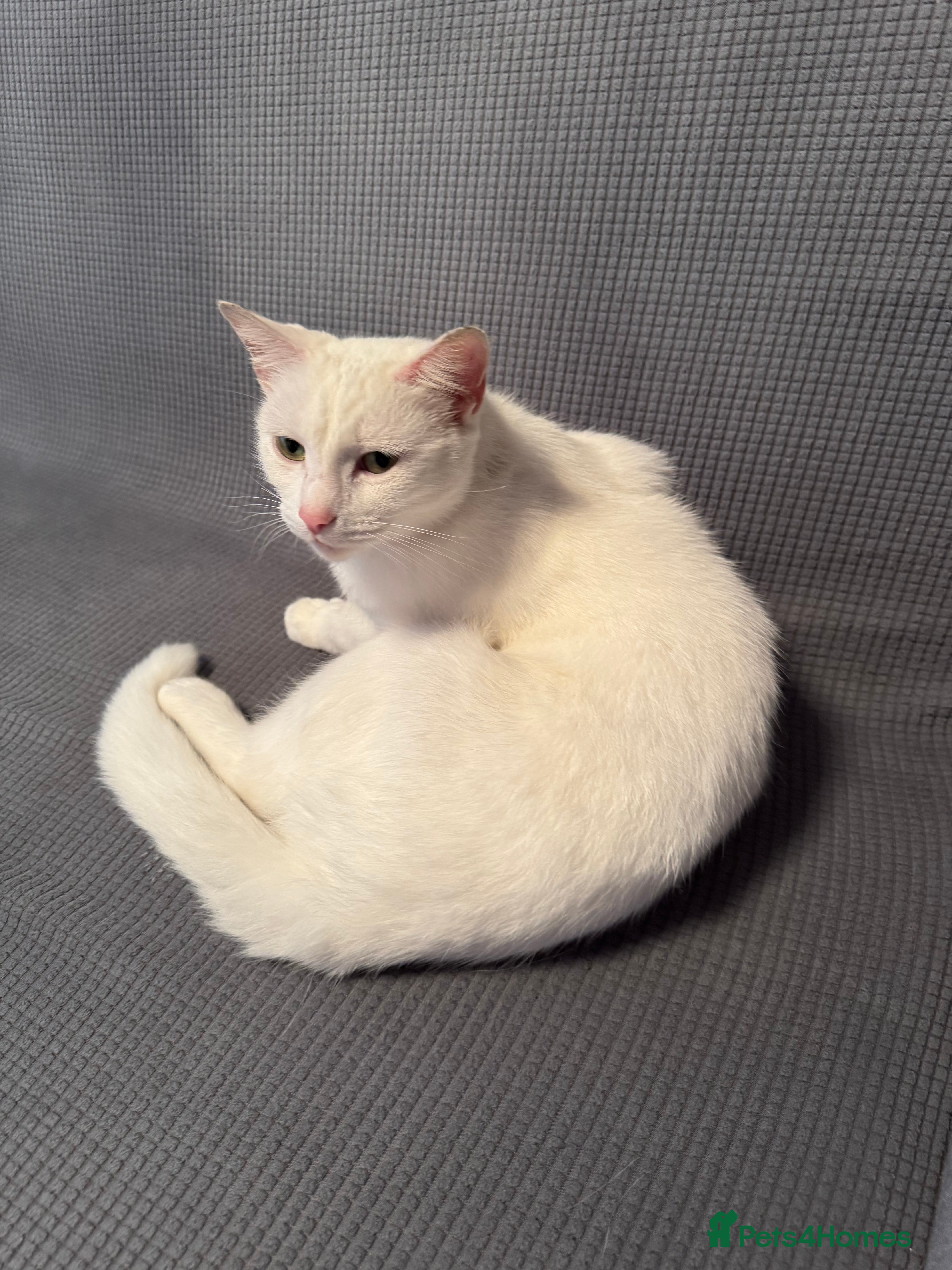 British Shorthair cats cute cats  - Advert 12