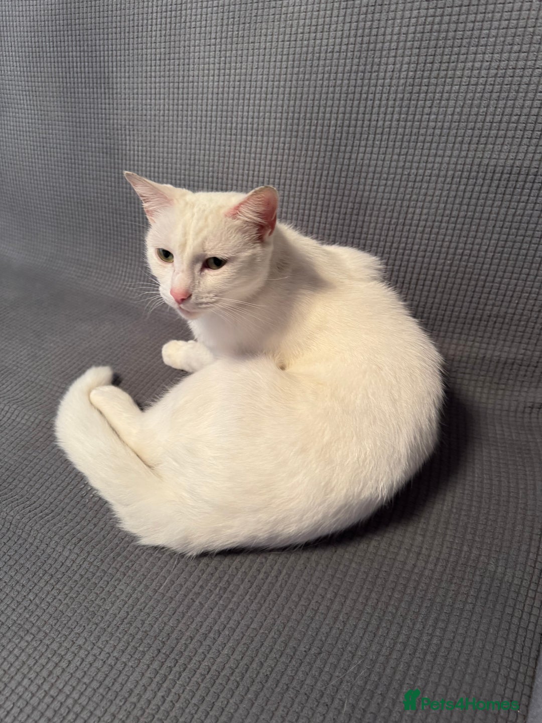 British Shorthair cats for sale: cute cats  - Advert 1