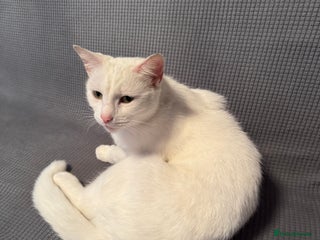 British Shorthair cats cute cats - Advert 2