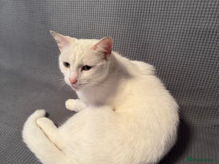 British Shorthair cats cute cats - Advert 12