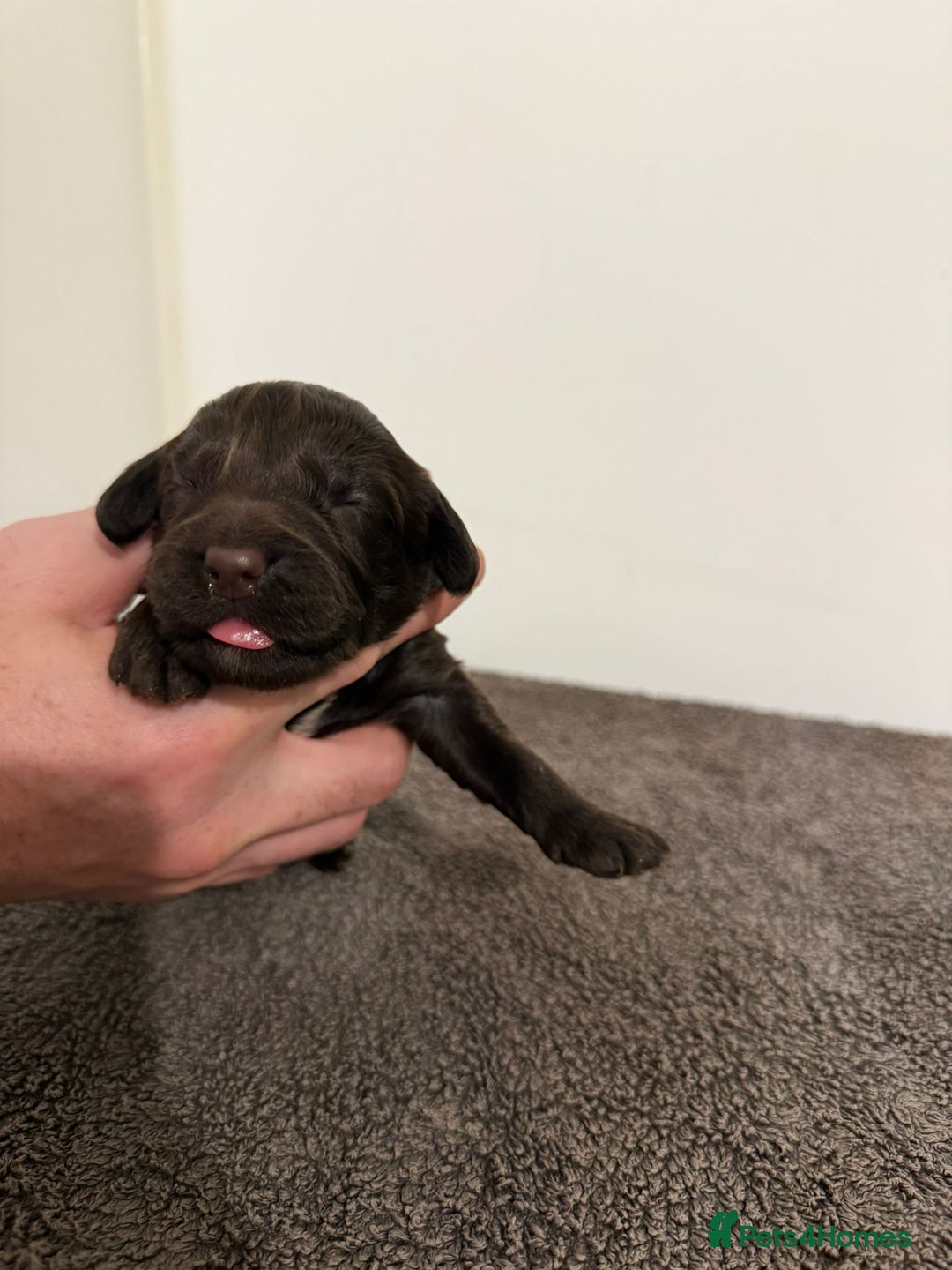 Cockapoo dogs for sale: Beautiful miniature cockapoos  - Advert 1