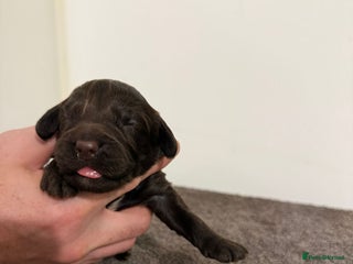 Cockapoo dogs Beautiful miniature cockapoos - Advert 11