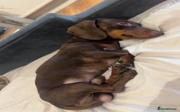 Dachshund dogs for sale: Reggie - Image 1
