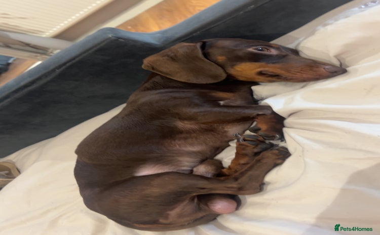 Dachshund dogs - Advert 1