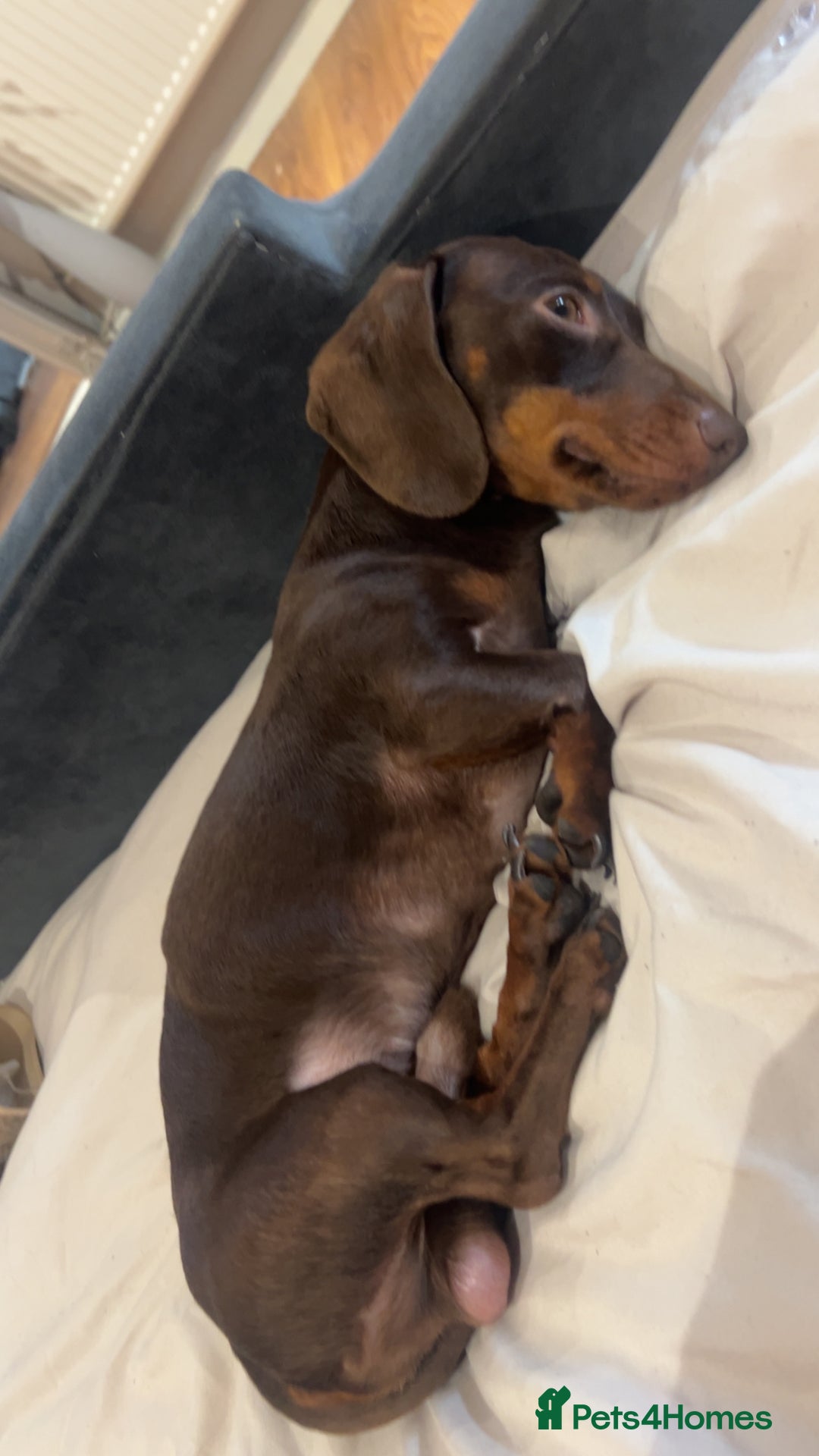 Dachshund dogs for sale: Reggie - Image 1